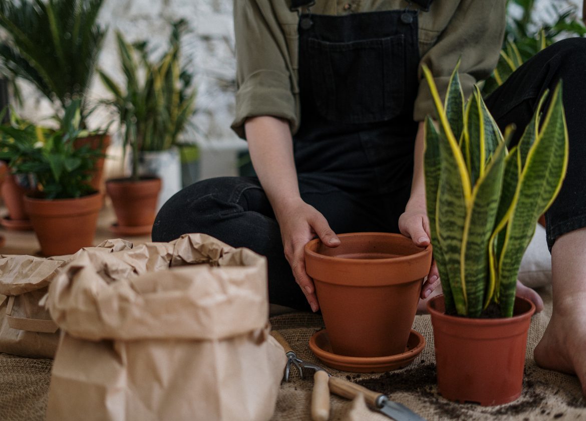 Jardim Interno: plantas que não exigem muito cuidado