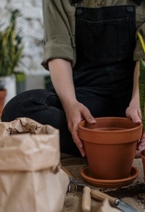 Jardim Interno: plantas que não exigem muito cuidado