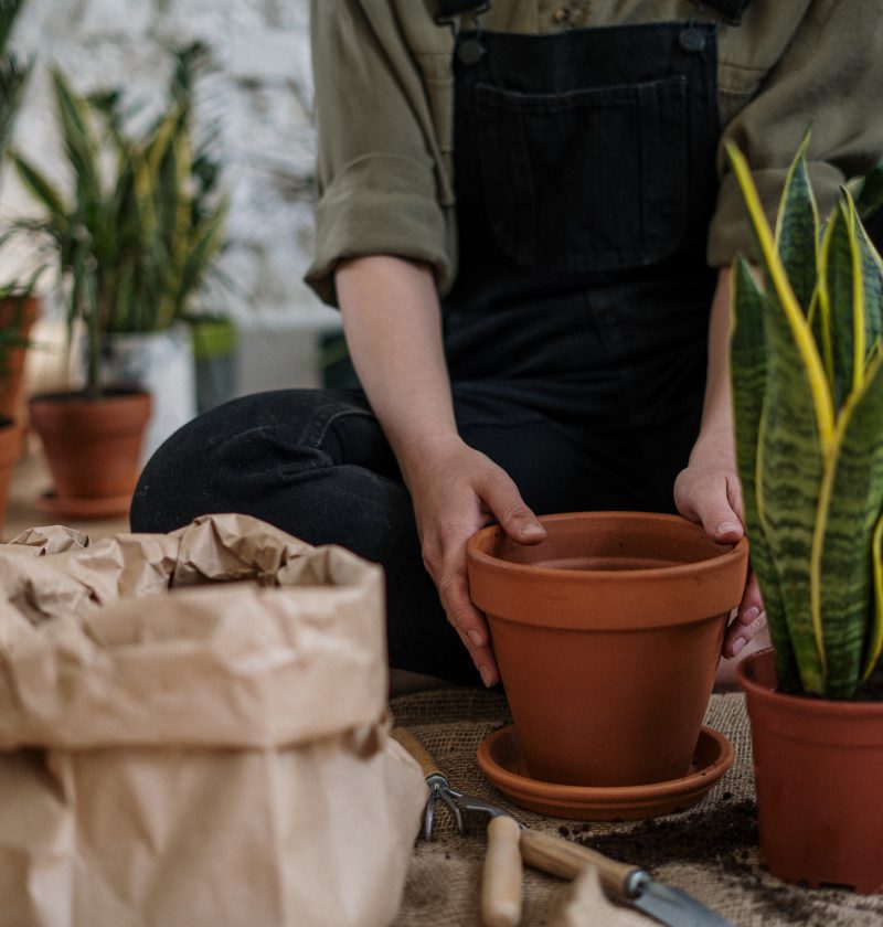 Jardim Interno: plantas que não exigem muito cuidado